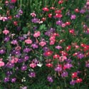 Lobelia erinus 'String of Pearls', Lobelia