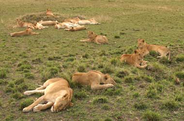 Group of sleeping lions Group of sleeping lions