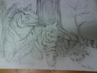 Tigers