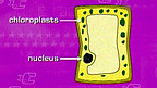 The Palisade Cell