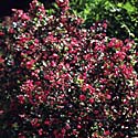 Escallonia 'Langleyensis’, Escallonia