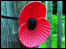 Poppy