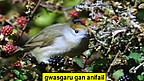 Gwasgariad Hadau Planhigion