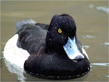 Tufted Duck