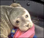 Seal in a car