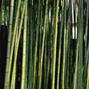 Phyllostachys bambusoides 'Allgold', Bamboo