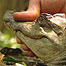 Crocodile 