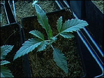 Maconha