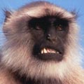 A disgruntled monkey