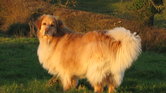Sunstruck dog... Sunstruck dog...