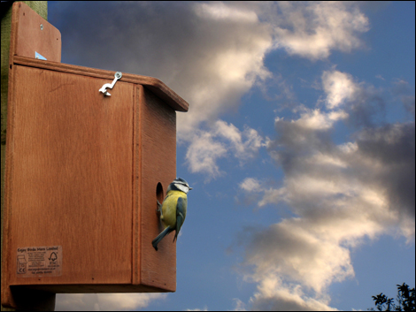 Bird in nesting box