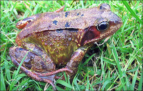 toad