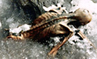 Death of the iceman