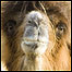 Camelo-bactriano (Imagem: Daniel Sprawson/Zoological Society of London)