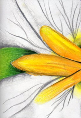 Petal