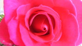 Rose frm a lover... Rose frm a lover...