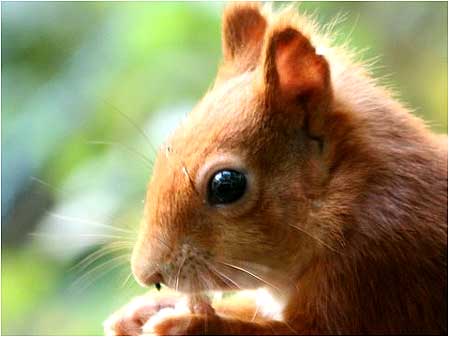Red Squirrel