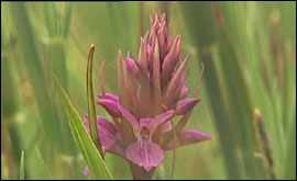 An orchid