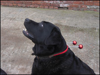 Foster the Labrador suitably dressed for Comic Relief