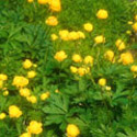 Trollius, Globe flower