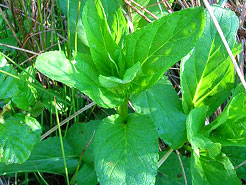 An torranach
