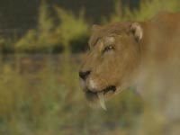 Sabre-tooth tiger