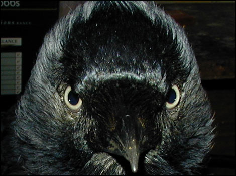 Here's looking at you kid!