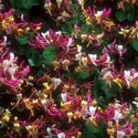 Lonicera periclymenum, Honeysuckle