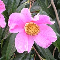 C. japonica 