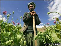 کشت خشخاش