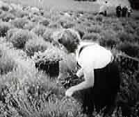 harvesting.