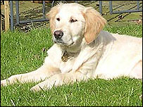 Darcy sunbathing