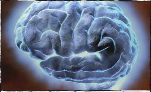 Meet your brain