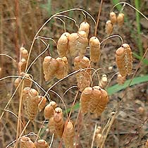Briza maxima