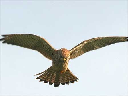 Bird of prey