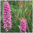 Kingcombe (Image: Orchid c/o English Nature and Peter Wakely)