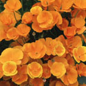 Eschscholzia californica, California poppy