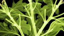 Leaves x-ray