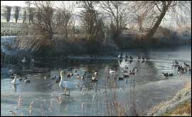 Ducks on river