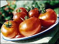 tomatoes