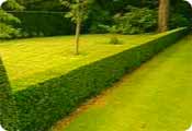 Hedging