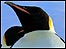 Penguins in Antarctica