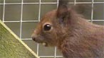 Squirrels