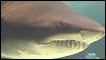 Funcionários agiram lentamente para colocar as imagens sem que os animais se agitassem.Funcionários agiram lentamente para colocar as imagens sem que os animais se agitassem.