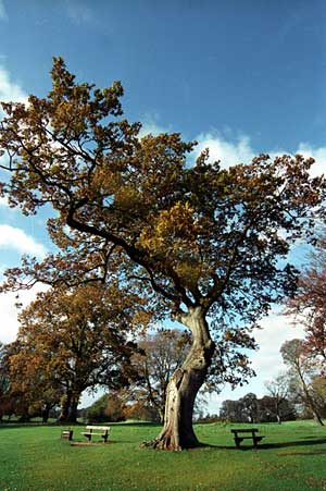 Autumn scene in Castlewellan Forest