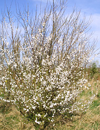 Blackthorn Bush