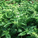 Ocimum basilicum, Basil