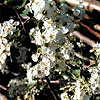Crataegus monogyna