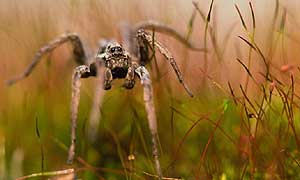 Wolf spider hunting in grass © József L. Szentpéteri
