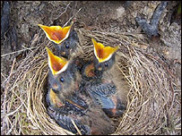 Seven day old Ring Ouzel chicks